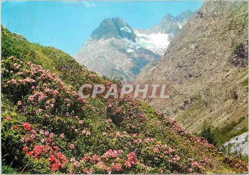 Moderne Karte Printemps dans les Alpes