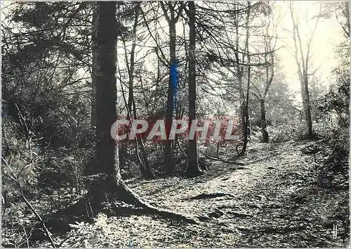 Cartes postales moderne Bretagne Pittoresque Sous Bois