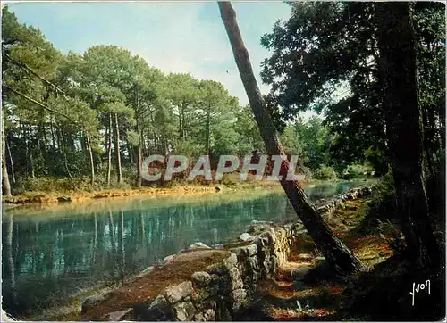 Cartes postales moderne La Bretagne Pittoresque Douceur et calme de ses sous bois