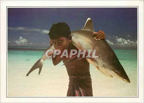 Moderne Karte Maldives Islands Maldives Requin a pointe blanche