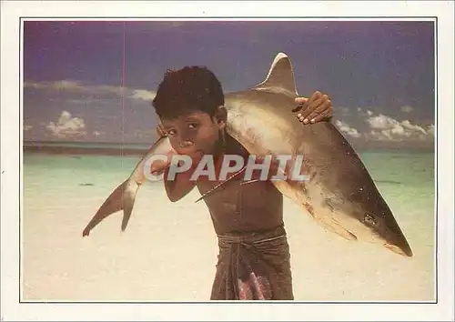 Cartes postales moderne Maldives Islands Requin a pointe blanche