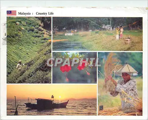 Cartes postales moderne Malaysia Coutry Life