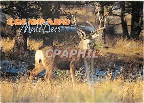 Cartes postales moderne Colorado Mule Deer
