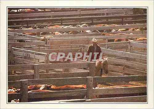 Cartes postales moderne Amarillo Cattle in the Corral