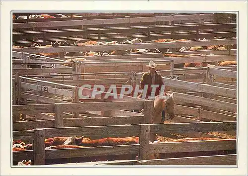 Moderne Karte Amarillo Cattle in the Corral