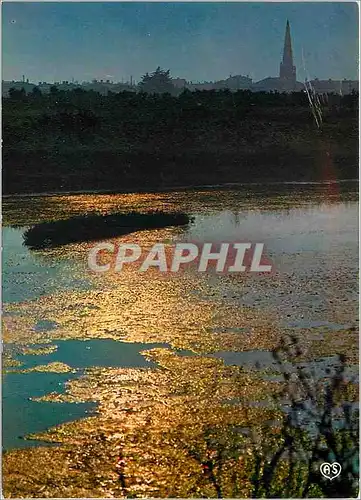 Cartes postales moderne Ile de Re Contre jour sur le marais