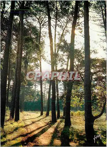 Cartes postales moderne Couleurs et Lumiere de France Matinee en Foret