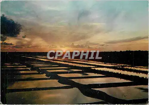 Cartes postales moderne Coucher de Soleil sur les Claires