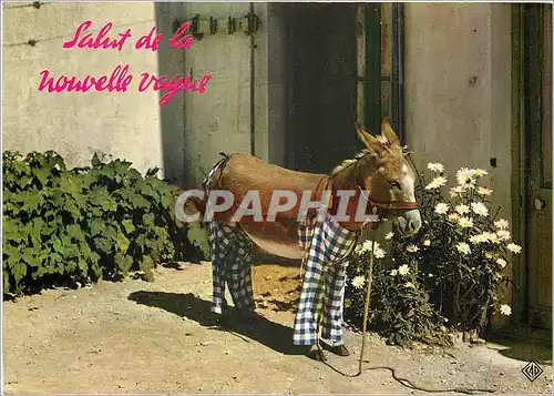 Cartes postales moderne Ile de Re (Chte Mme) Ane en culotte