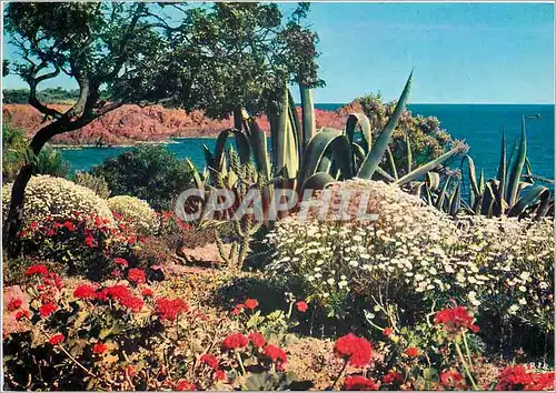 Cartes postales moderne La Cote d'Azur French Riviera Jardin Fleuri