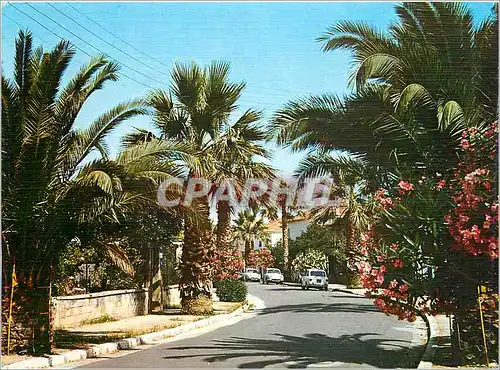Cartes postales moderne Hyeres les Palmiers Une rue Fleurie