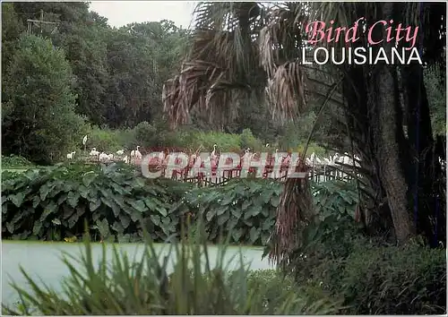 Moderne Karte Bird City Louisiana