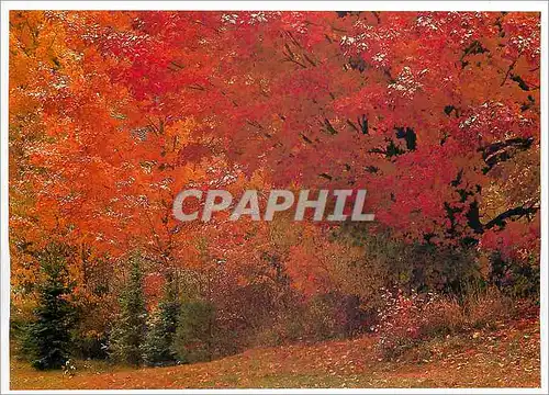 Cartes postales moderne Vermont