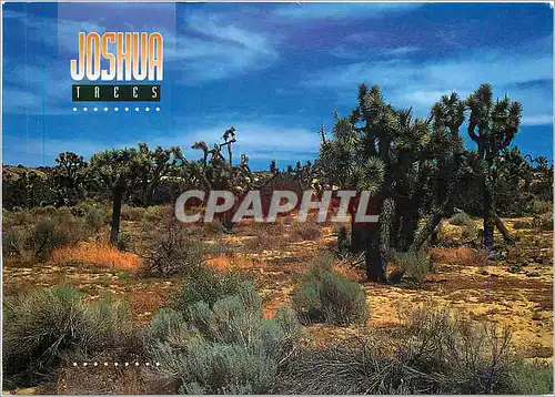 Cartes postales moderne California Joshua trees