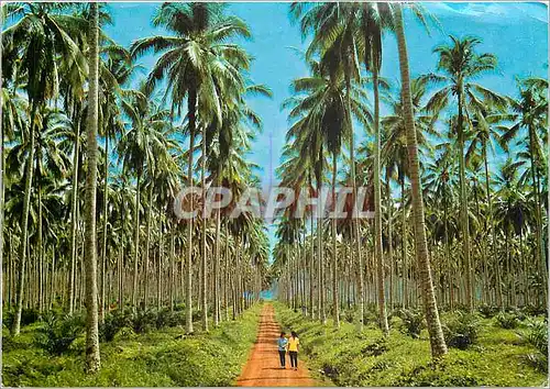 Cartes postales moderne Coconut Plantation Basilan City