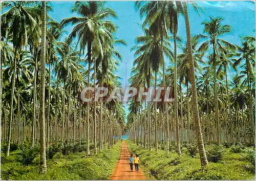 Moderne Karte Coconut Plantation Basilan City