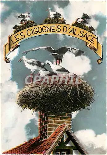 Cartes postales moderne Les Cigognes d'Alsace