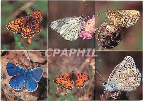 Cartes postales moderne Papillons