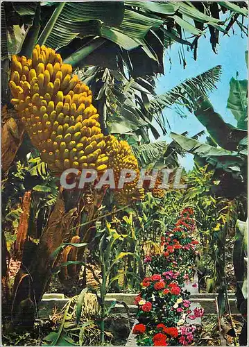 Cartes postales moderne Gran Canaria Islas Canarias