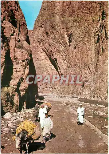 Cartes postales moderne Le Maroc Pittoresque Tinerhir Gorges du Todra