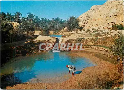 Cartes postales moderne Gabes (Tunisie) l'oasis