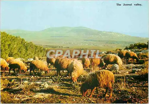 Cartes postales moderne The Jezreel Valley