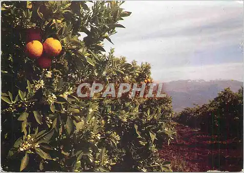 Cartes postales moderne Maroc infini Region de Beni Mellal Orangeraie