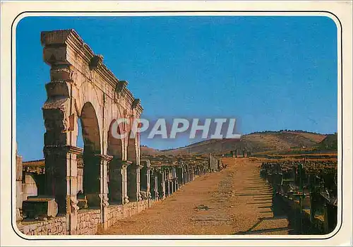 Cartes postales moderne Volubilis Basilique et le capitol