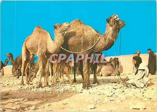 Cartes postales moderne Maroc Typique Chameaux