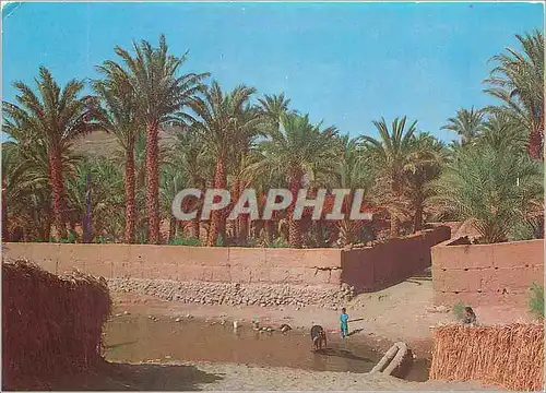 Cartes postales moderne Zagora Palmiers Amzrou