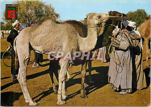 Cartes postales moderne Maroc Typique Marche au chameaux