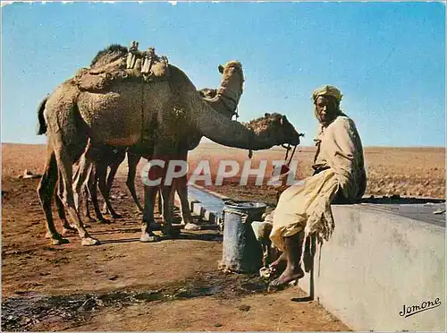 Cartes postales moderne Sud Algerien Un point d'Eau Chameau