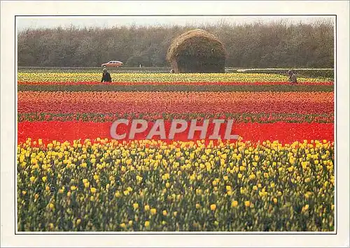 Cartes postales Kuid Holland Tupenculturur in de buurt van lisse