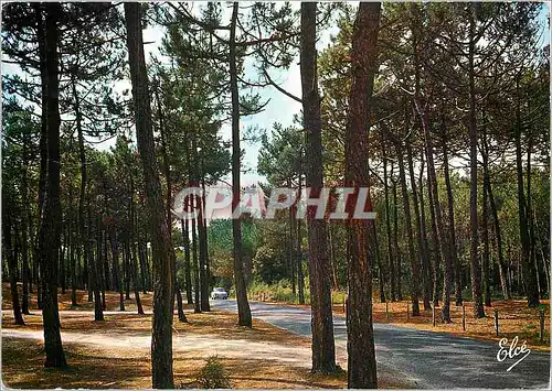 Cartes postales moderne Ile d'Oleron (Chte Mme) La jolie Route dans la foret de Pins