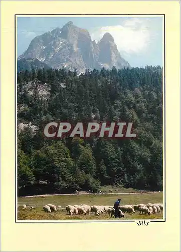 Cartes postales moderne Refelts du Bearn Transhumance au pied de l'Ossau (alt 28884 m)
