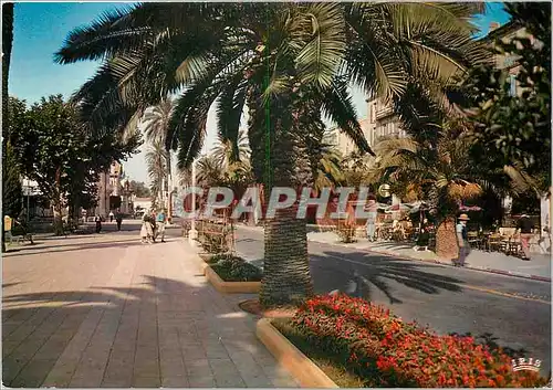 Cartes postales moderne La Cote d'Azur Franch Riviera Hyeres les Palmiers (Var) Avenue Clotis