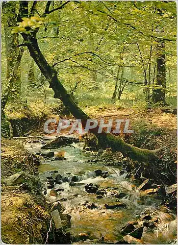 Moderne Karte Dans la Foret Normande Un Ruisseau