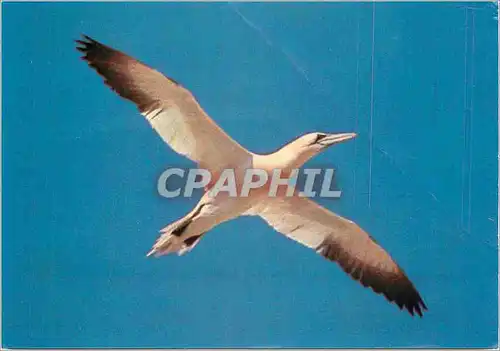 Moderne Karte Fou de Bassan en Plein ciel