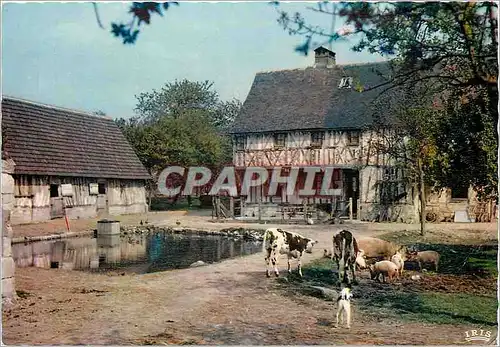 Cartes postales moderne Charmes et Couleurs de Normandie Ferme Normande Vaches Cochons Porcs