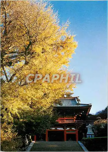 Moderne Karte Kamakura La chasse Tsurupaoka Hachimangu avec un arbre Fameux dans l'histoire
