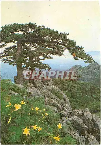Cartes postales moderne Rear Rockery Basin Mt Taishan