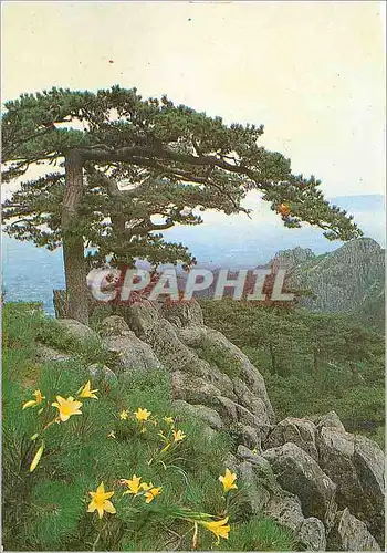 Moderne Karte Rear Rockery Basin Mt Taishan