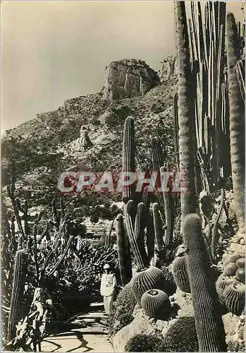 Moderne Karte Jardin Exotique de Monaco Cereus Pilocereus et Echinocactus divers Militaria