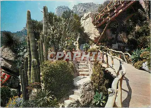 Cartes postales moderne Principaute de Monaco Le jardin Exotique Groupe de Cactees arborescentes