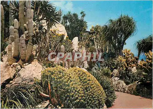 Cartes postales moderne Principaite de Monaco Le jardin Exotique Cactee laineuse du Perou