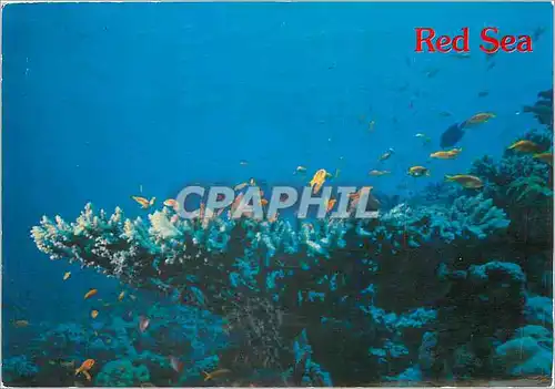 Cartes postales moderne Red Sea