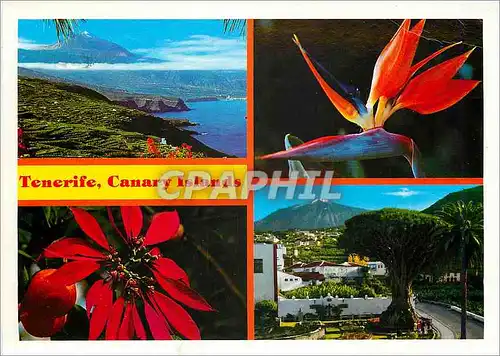 Cartes postales moderne Tenerife Canary Islands