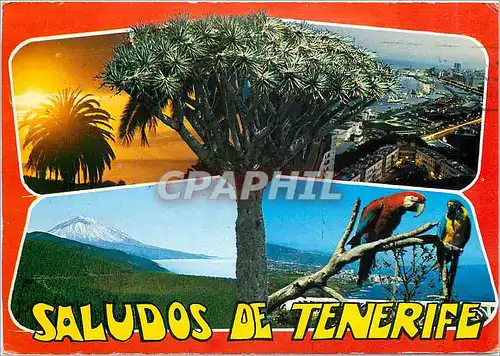 Cartes postales moderne Saludos de Tenerife