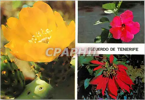 Cartes postales moderne Tenerife Fleurs de Cactus Fleurs de Tiare Ibscoa