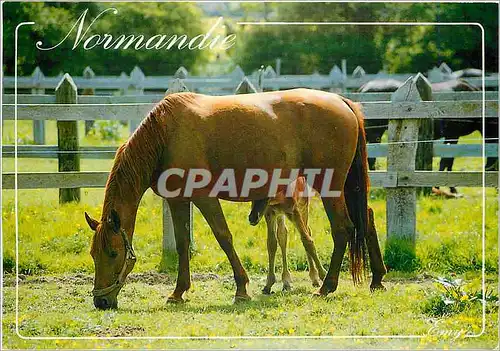 Moderne Karte Reflets de Normandie Chevaux